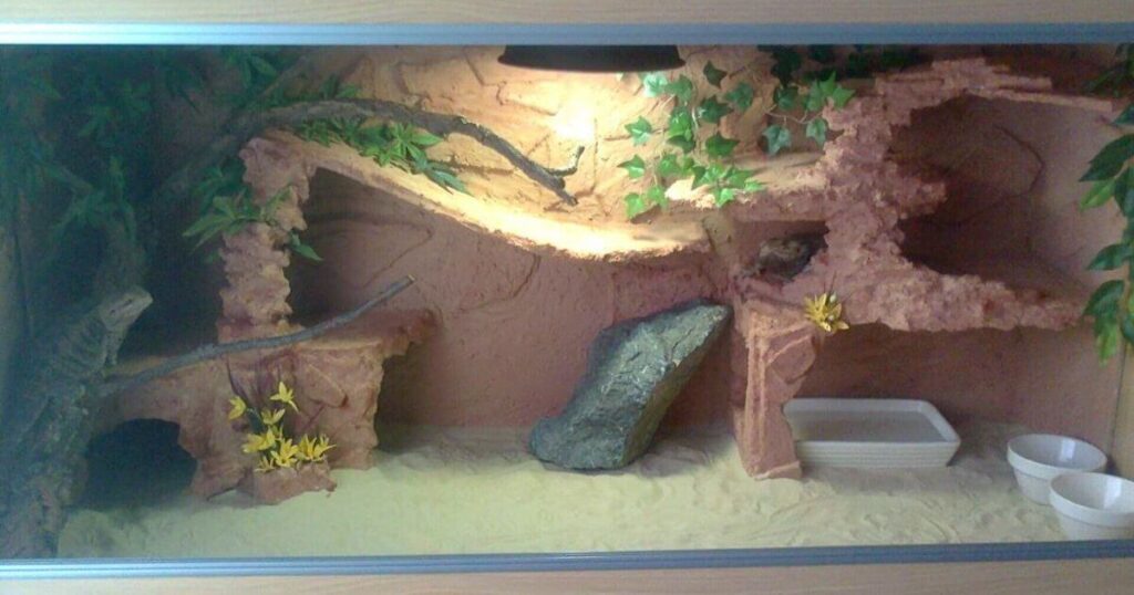 Buying a bearded dragon vivarium featured image