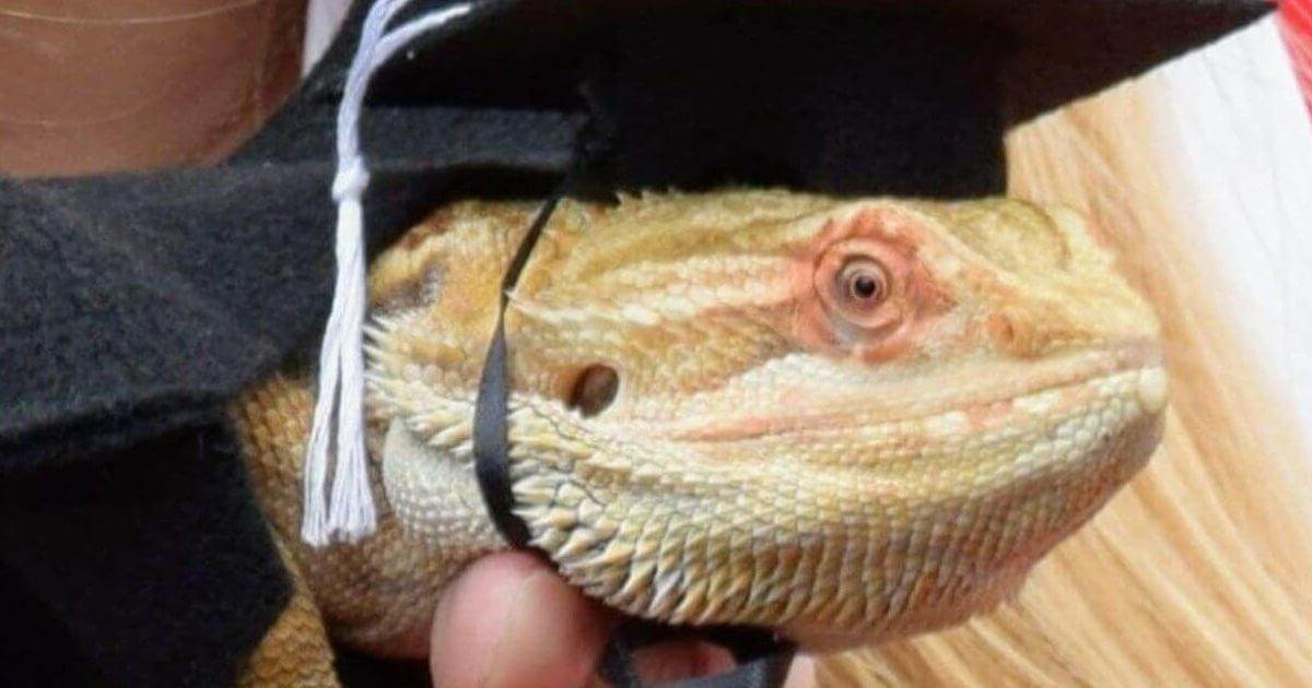 bearded dragon care questions featured image