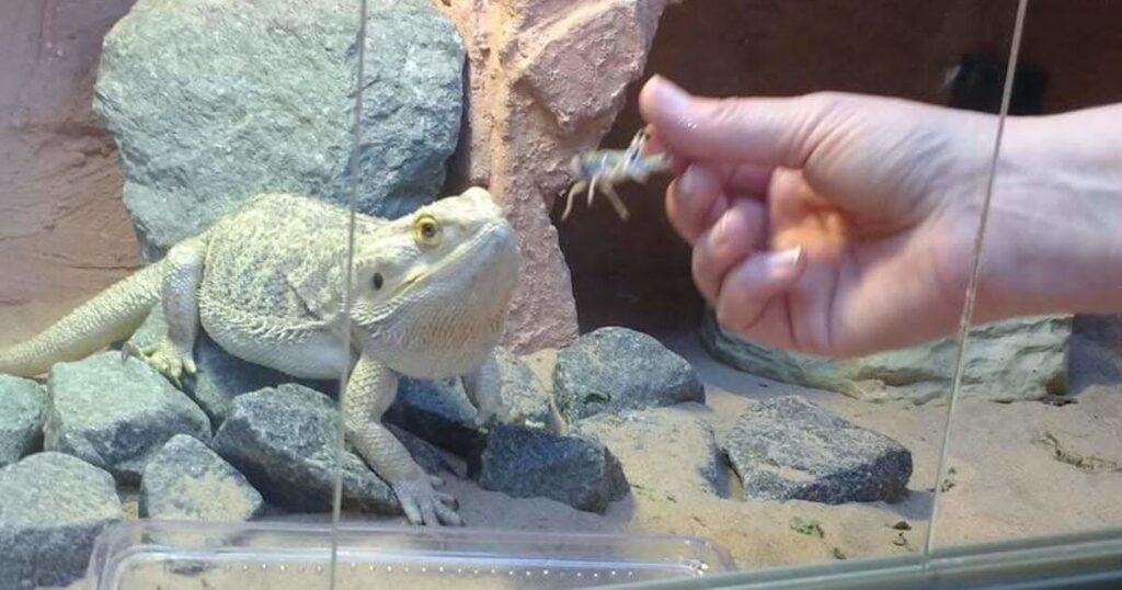 hand feeding a bearded dragon, which can lead to an accidental bite