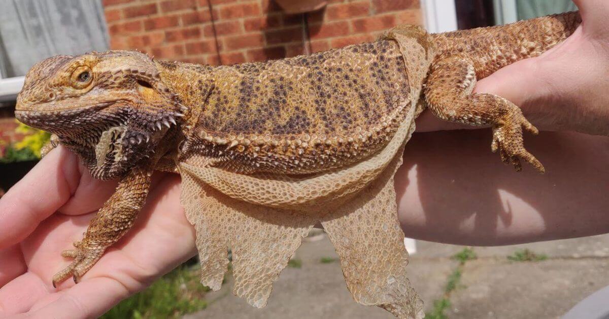 bearded dragon shedding featured image