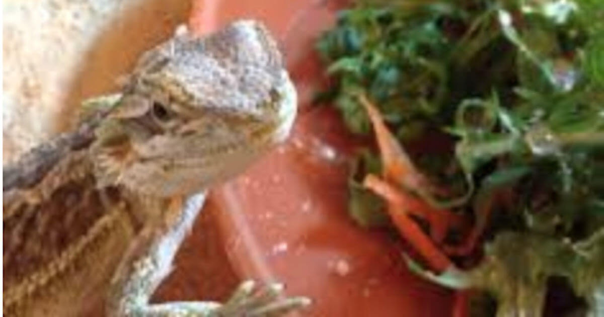 bearded dragon wont eat featured image