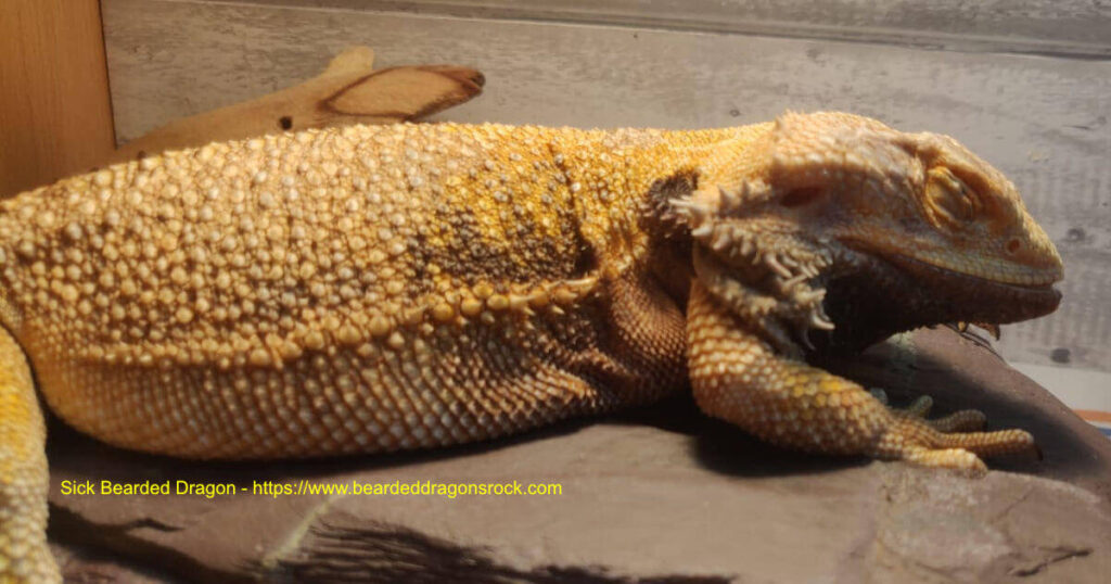 bearded dragon with black beard and sick