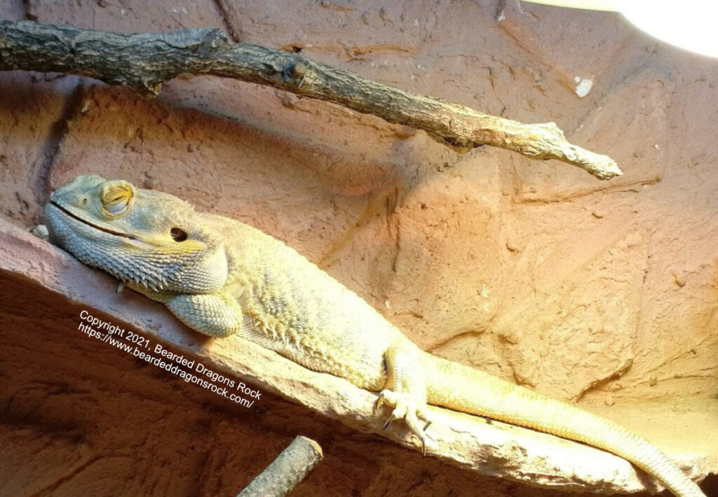 dead bearded dragon image. NOT SLEEPING or peaceful!