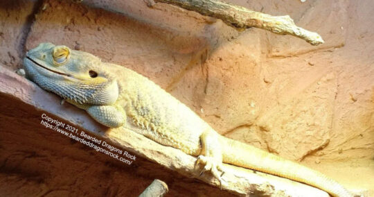 dead bearded dragon image