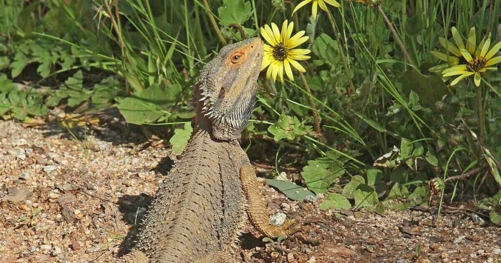 bearded dragon bored