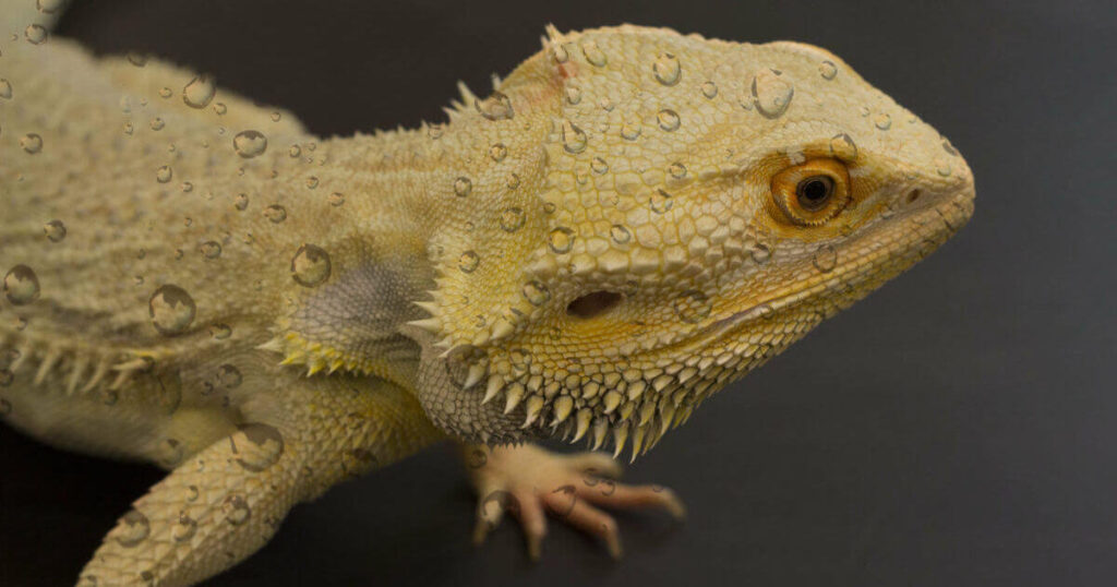 mist a bearded dragon