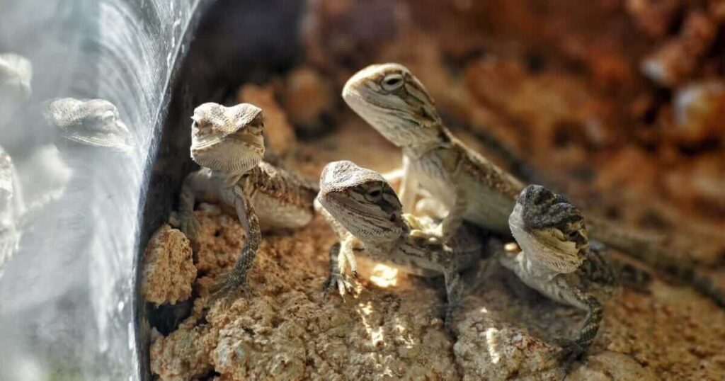 Baby bearded dragons housed together in a pet store.