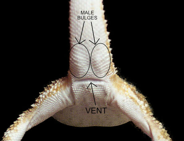 sexing a bearded dragon by seeing the bulges (male)