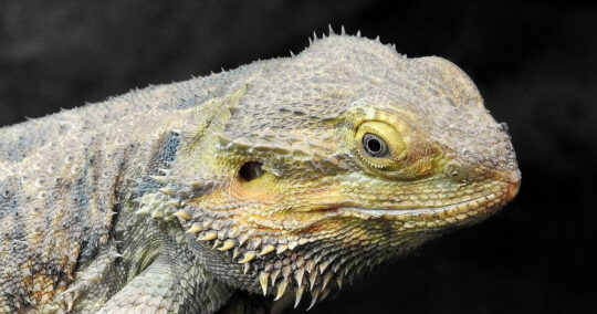 bearded dragon behaviour