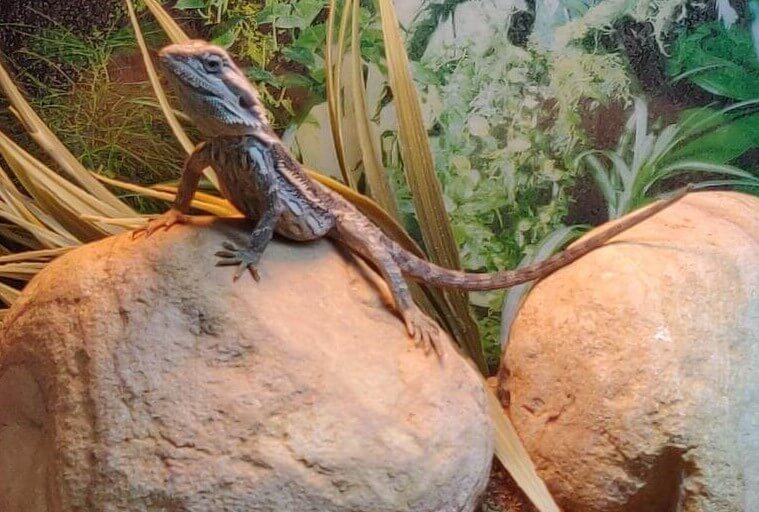 bearded dragon on a rock