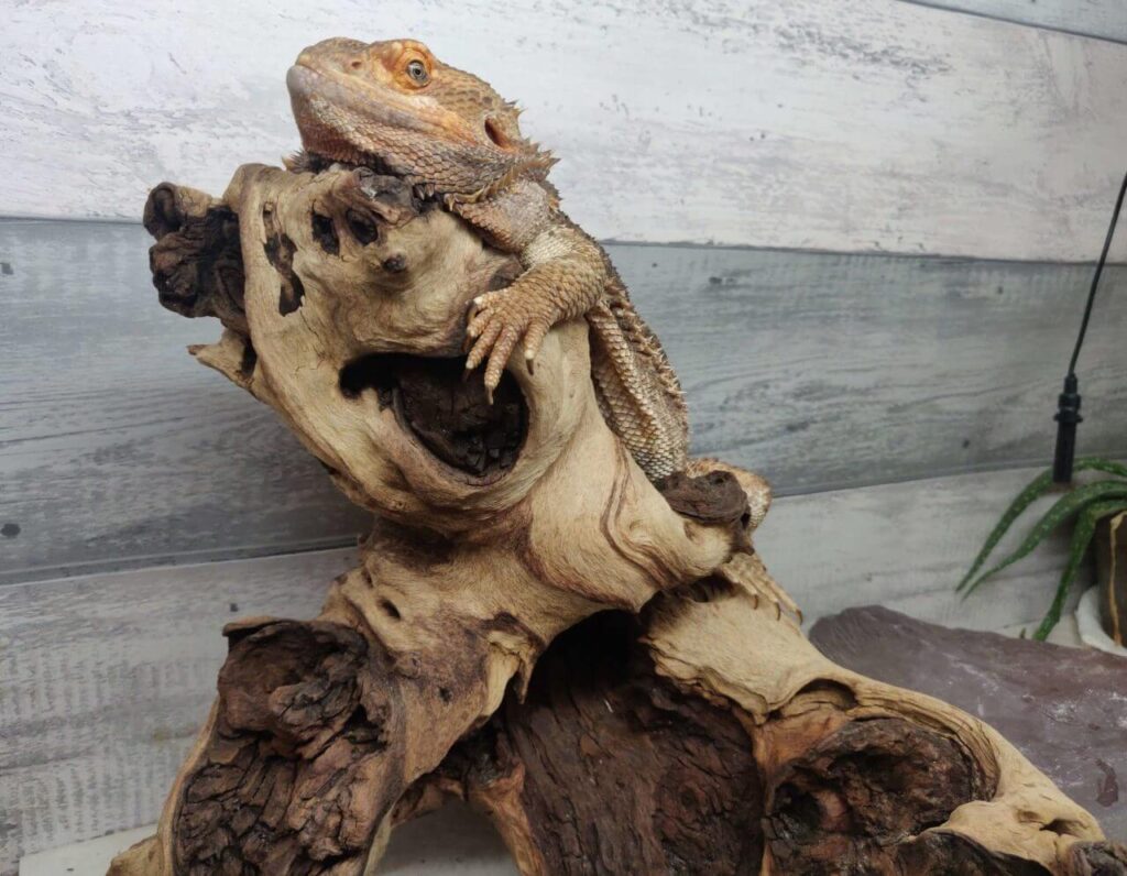 billy the bearded dragon on wood
