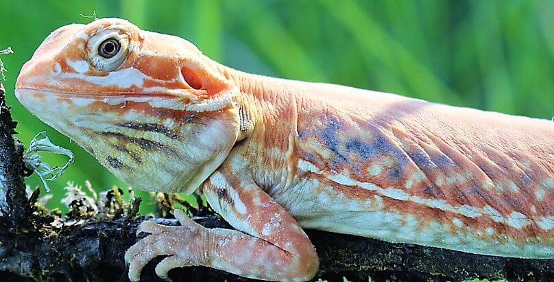 Silkie Bearded dragon