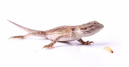 how much should I feed my bearded dragon and when featured image