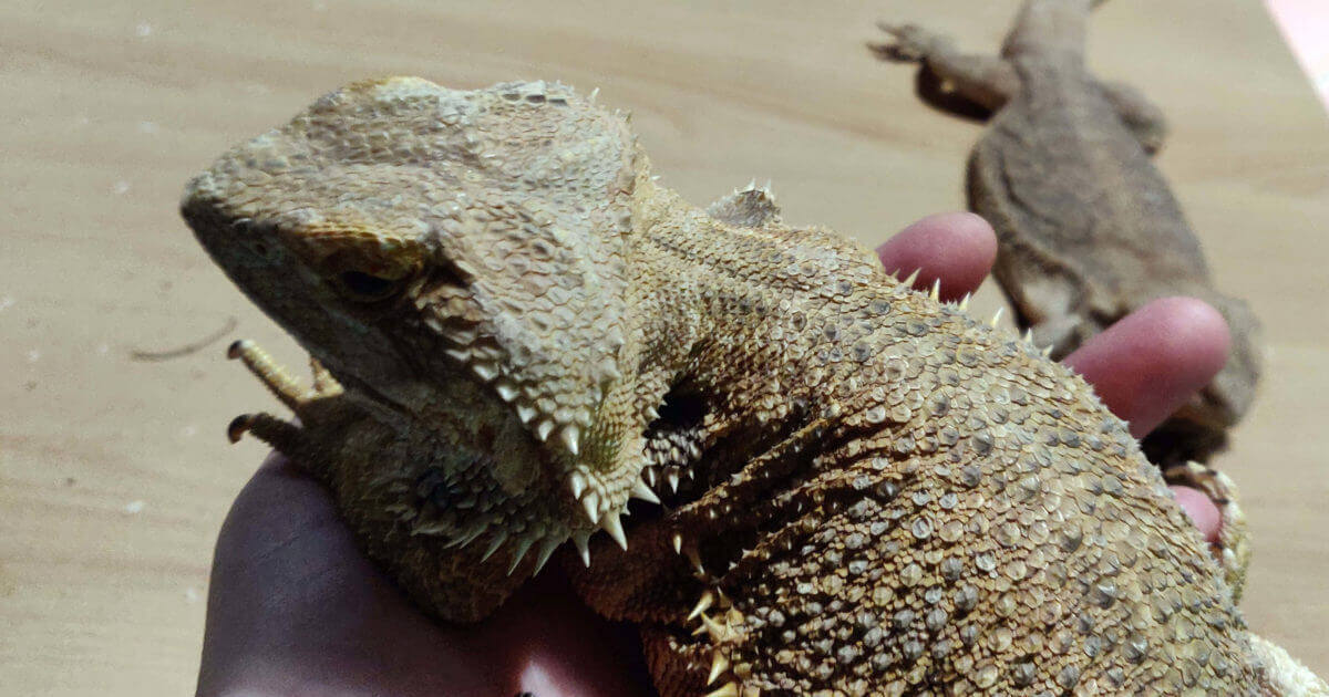 do bearded dragons bite featured image
