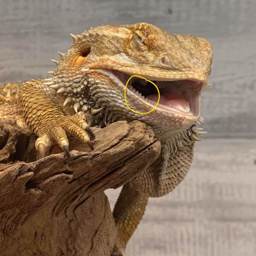 do bearded dragons have teeth