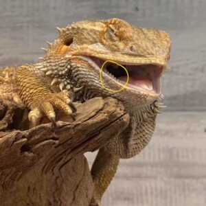 Do Bearded Dragons Bite? 4 Reasons Why You Might Get Bitten and 8 Top Tips To Avoid Being Bitten 2 Bearded Dragon Teeth Highlighted