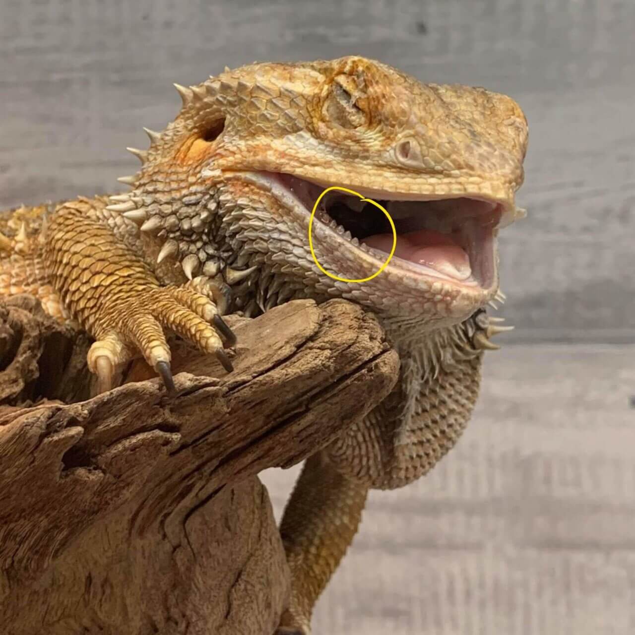 Do Bearded Dragons Bite? 4 Reasons Why You Might Get Bitten and 8 Top Tips To Avoid Being Bitten 3 Bearded Dragon Teeth Highlighted