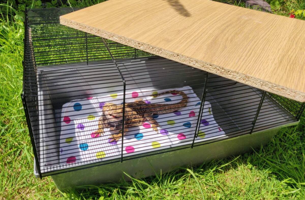 Can I take my bearded dragon outside? 4 Things To Bear In Mind To Keep Them Safe 10 Can I take my bearded dragon outside? 4 Things To Bear In Mind To Keep Them Safe 2