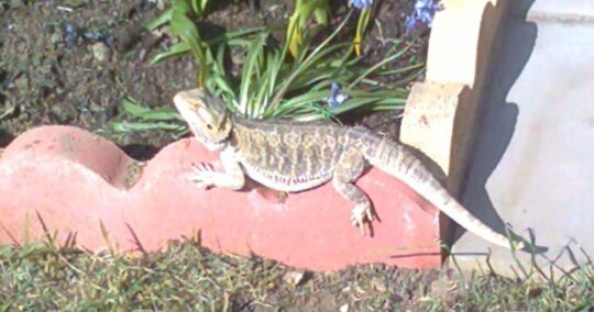 Can I Take My Bearded Dragon Outside