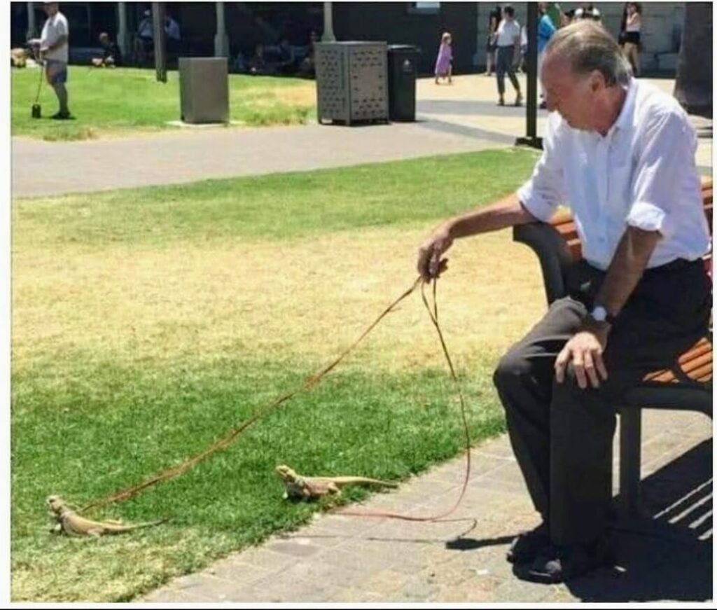 old man with bearded dragons outside on a leash