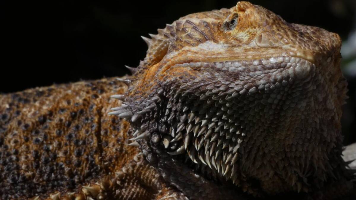 Royalty Free Bearded Dragon Picture