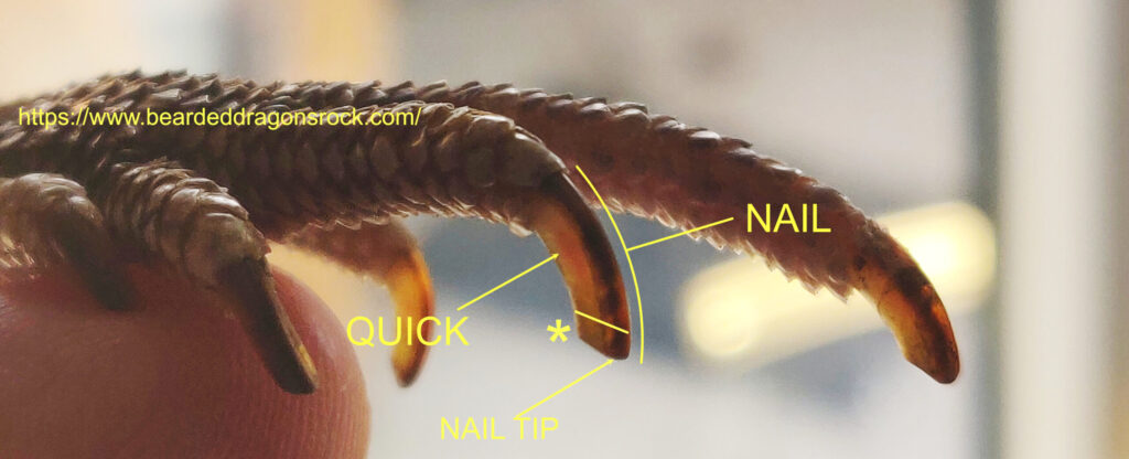 Trim Bearded Dragon Nails