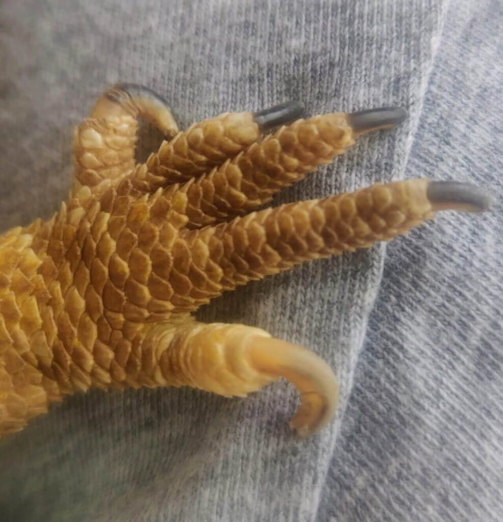 Bearded Dragon Curled Nail