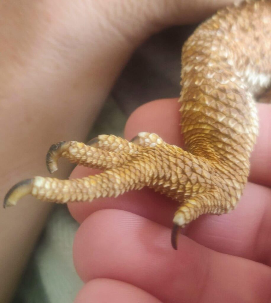 damaged bearded dragon nail