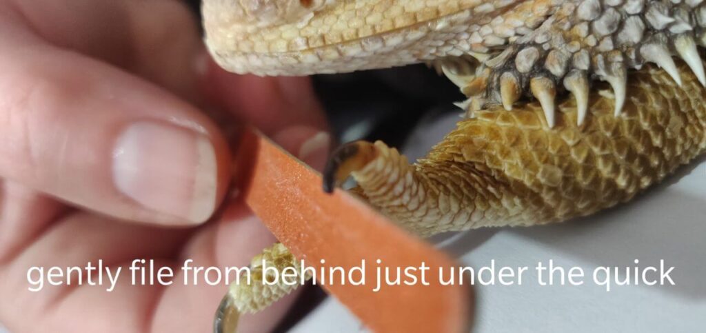 Filing a bearded dragon nail