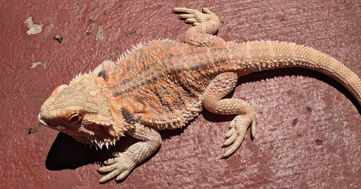 bearded dragon with MBD