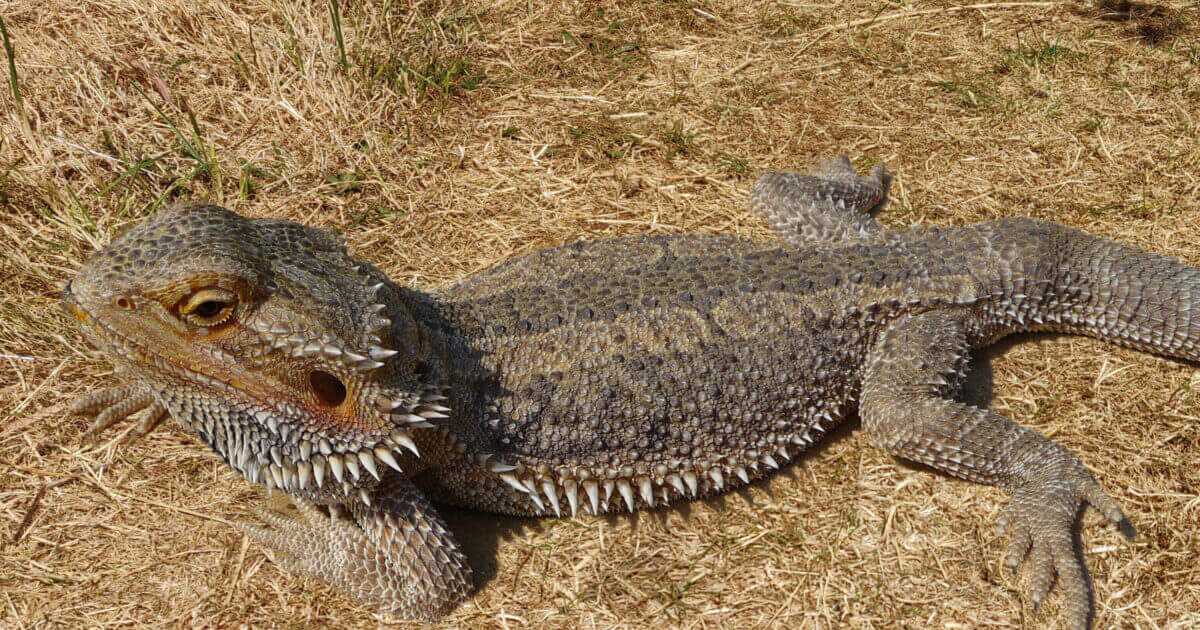 atadenovirus in bearded dragons featured image