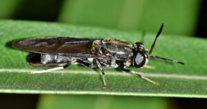 Can Bearded Dragons Eat Black Soldier Fly Larvae? 2 black soldier fly for bearded dragons