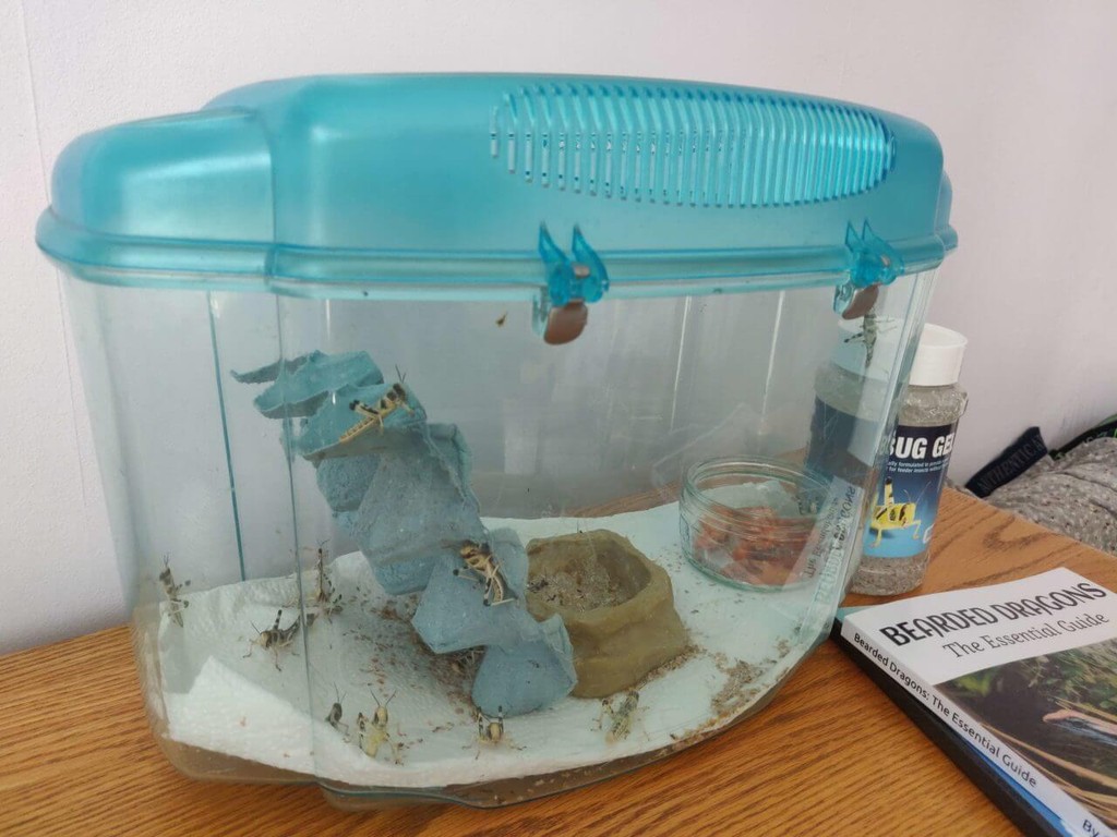 Locust container for feeding to bearded dragons