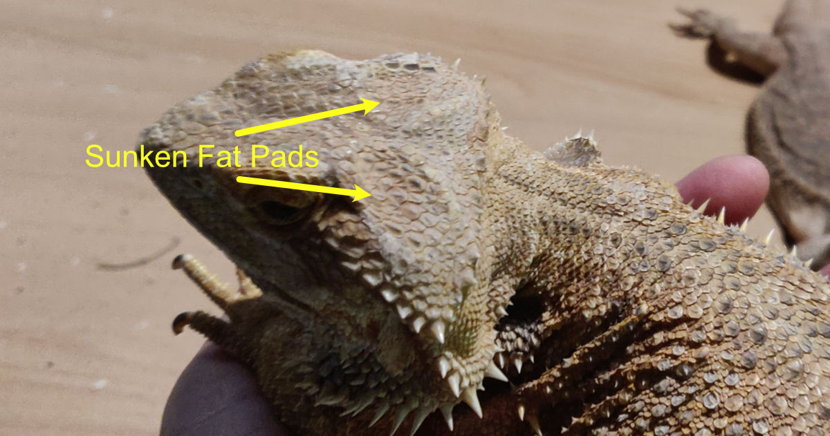 sunken fat pads on a bearded dragon