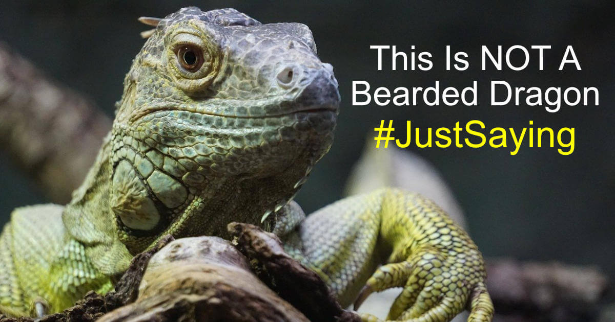 Bearded Dragon Misinformation 1