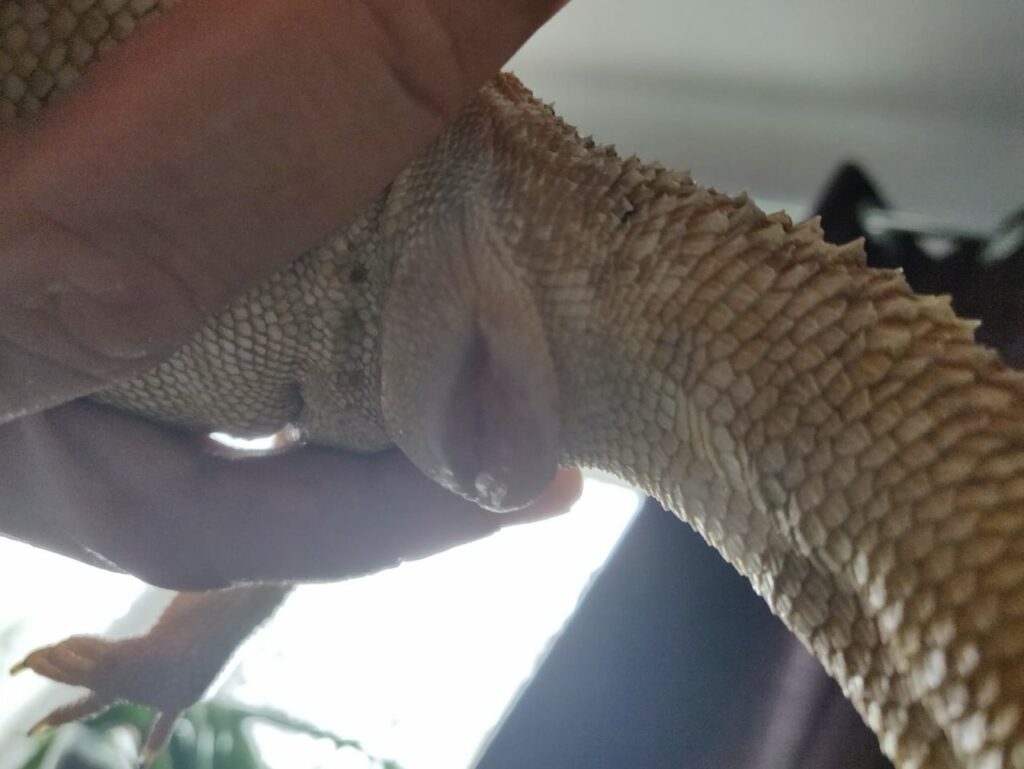 Bearded Dragon with Prolapse mild 1