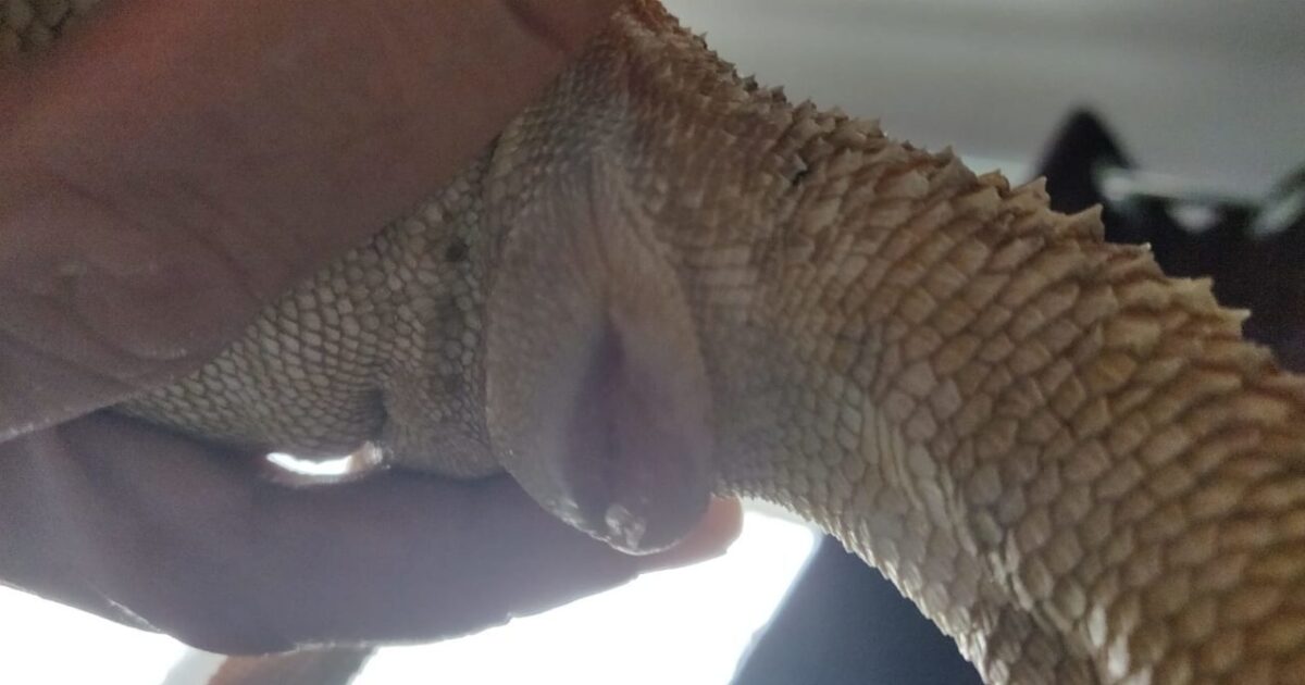 constipated bearded dragon with mild prolapse