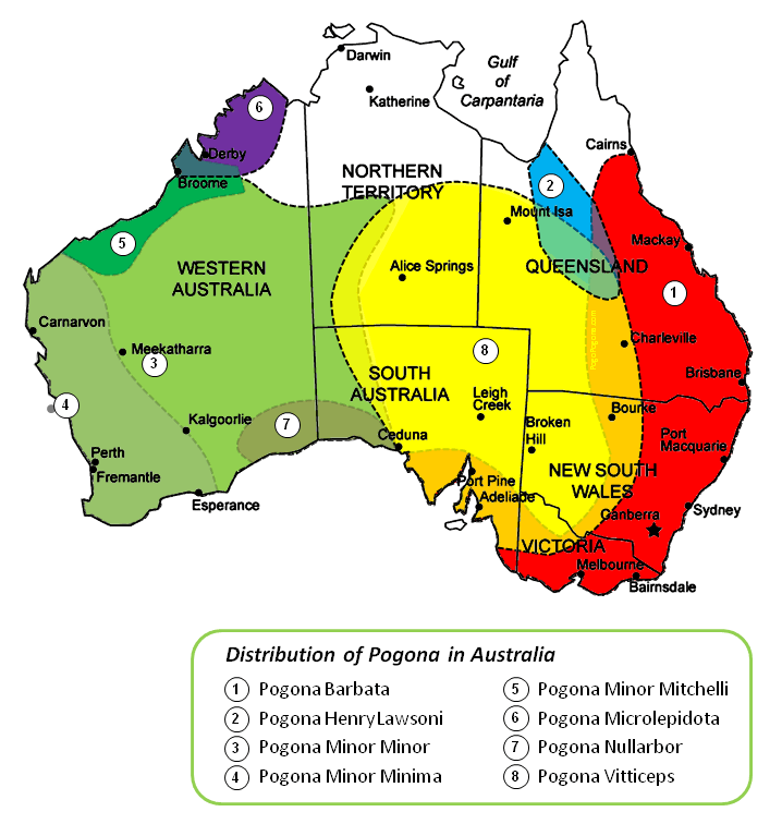 Bearded Dragon Range by Species 1