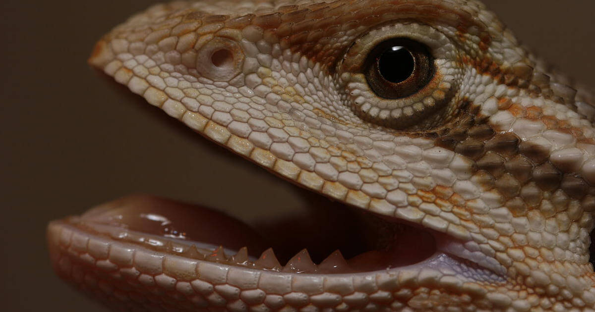 bearded dragon mouth rot featured image