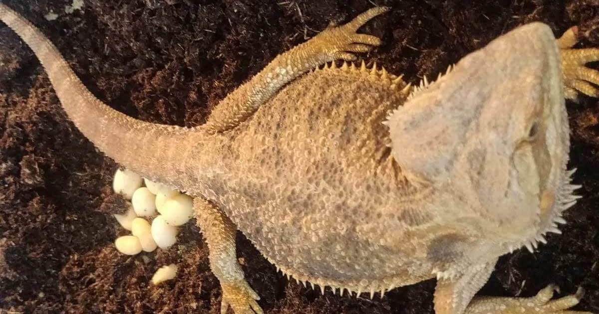 pregnant bearded dragon laying eggs