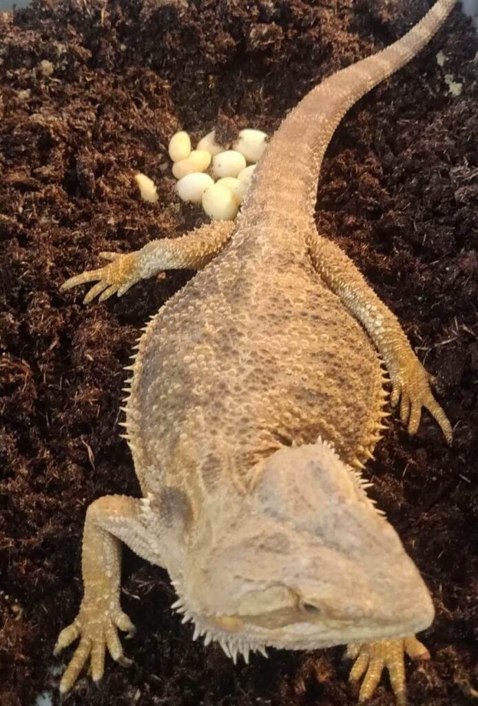 My Bearded Dragon Won't Eat ( 9 Reasons Why ) 2 gravid female laying eggs may stop eating