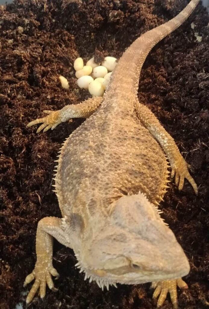 Gravid Female Bearded Dragon Laying Eggs 1