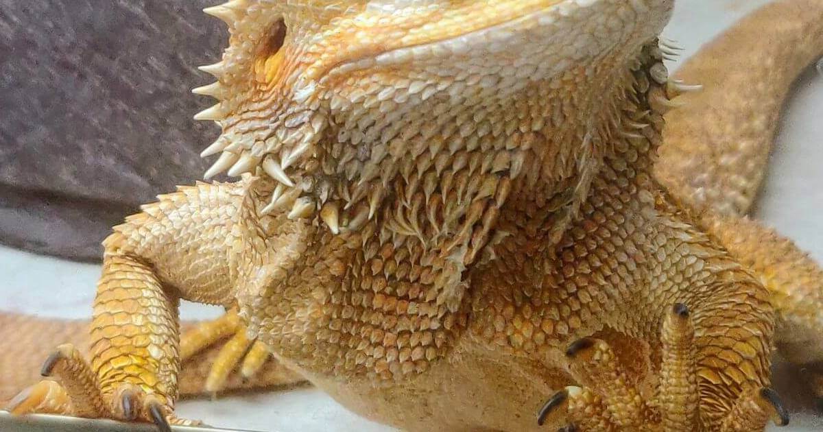 how to trim bearded dragon nails featured image