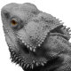 Bearded Dragon Care Site Logo