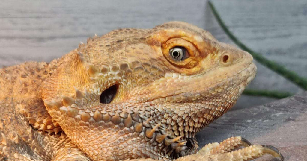 do bearded dragons have ears featured image