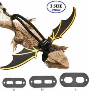 Leash for taking bearded dragon outside