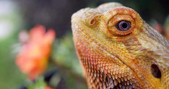 Bearded Dragon Respiratory Infection Featured Image