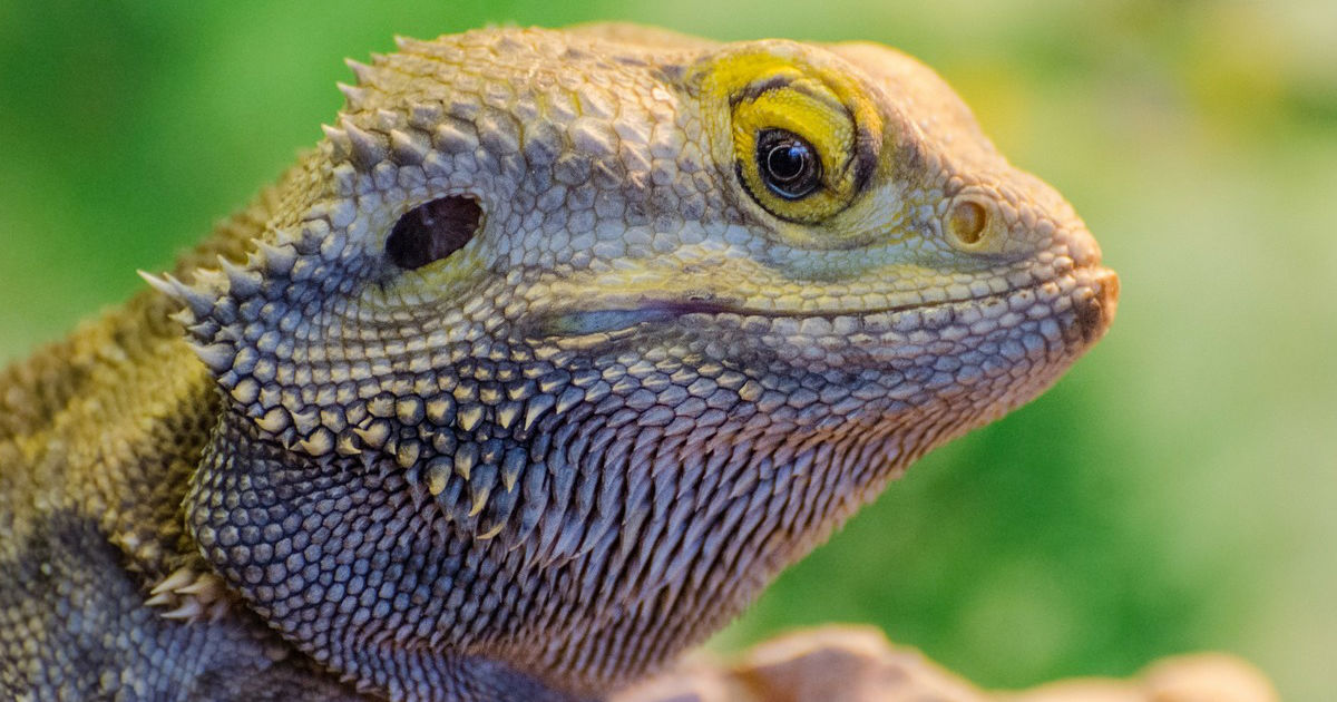 bearded dragon seizure featured image