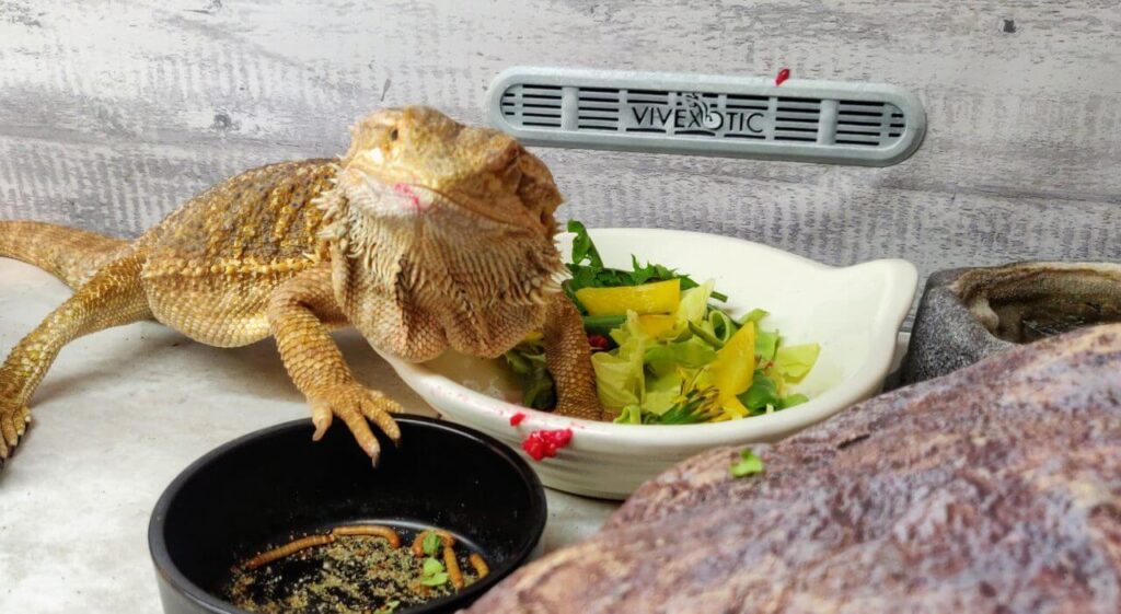 bearded dragon with salad and mealworms 3