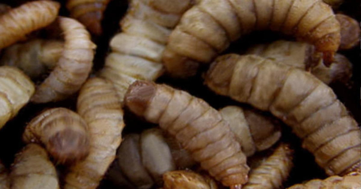 black soldier fly larvae, or calciworms are great source of calcium